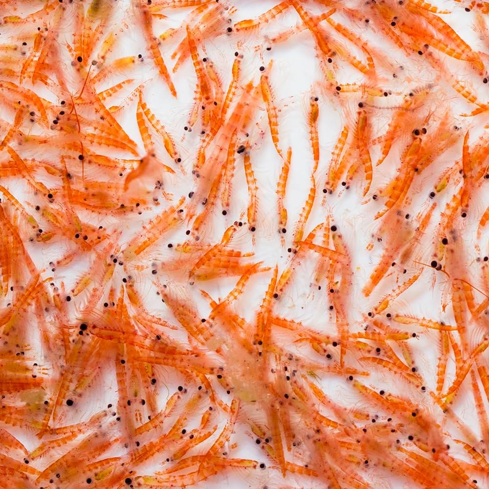Freeze-Dried Krill photo 2
